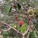 Broussonetia papyrifera fruit picture by troncoso kristian (cc-by-sa)