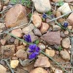 Polygala microphylla flower picture by Pablo (cc-by-sa)