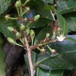 Erythroxylum macrophyllum fruit picture by Nelson Zamora Villalobos (cc-by-nc)