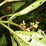 Miconia ciliata leaf picture by Nelson Zamora Villalobos (cc-by-nc)