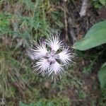 Dianthus superbus flower picture by mc cafi (cc-by-sa)