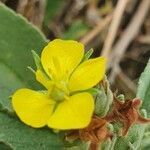 Melhania velutina flower picture by susan brown (cc-by-sa)