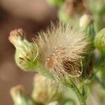 Erigeron sumatrensis fruit picture by Yoan MARTIN (cc-by-sa)