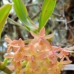 Epidendrum oxysepalum flower picture by Gabriel OLLIVIER (cc-by-sa)