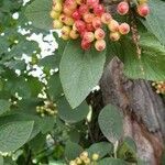 Viburnum lantana fruit picture by Marta Zia (cc-by-sa)