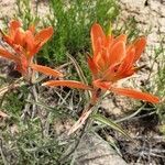 Castilleja tenuiflora flower picture by jimseng jimseng (cc-by-sa)