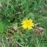 Taraxacum officinale flower picture by Birger Kaiser (cc-by-sa)