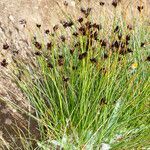 Juncus jacquinii habit picture by Martin Bishop (cc-by-sa)