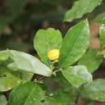 Malpighia glabra fruit picture by Nelson Zamora Villalobos (cc-by-nc)