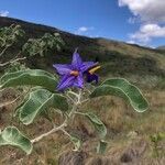 Solanum lycocarpum flower picture by Barros Domingues Regina (cc-by-sa)