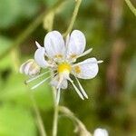 Saxifraga cuneifolia flower picture by Francois Mansour (cc-by-sa)