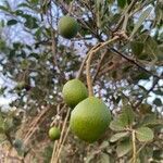 Capparis tomentosa fruit picture by bimbi bimbi (cc-by-sa)