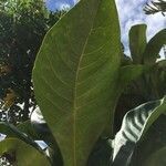 Ixora margaretae leaf picture by helene caze (cc-by-sa)