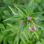 Epilobium alpestre flower picture by Jean Dumas (cc-by-sa)