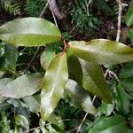 Syzygium cymosum leaf picture by Matthieu Gebus (cc-by-sa)