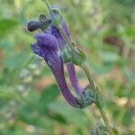 Scutellaria columnae habit picture by Yoan MARTIN (cc-by-sa)