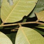 Guatteria ucayalina leaf picture by Nelson Zamora Villalobos (cc-by-nc)