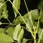 Handroanthus guayacan leaf picture by Nelson Zamora Villalobos (cc-by-nc)