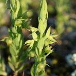 Lysimachia linum-stellatum flower picture by Sylvain Piry (cc-by-sa)