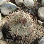 Echinocactus horizonthalonius leaf picture by Juan Manuel (cc-by-sa)