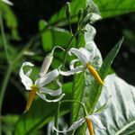 Solanum bahamense flower picture by claire Felloni (cc-by-sa)