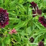 Scabiosa atropurpurea habit picture by Alexandre Labbe (cc-by-sa)