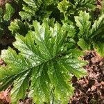 Acanthus mollis leaf picture by romain fournier (cc-by-sa)