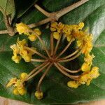 Hiraea smilacina flower picture by Nelson Zamora Villalobos (cc-by-nc)