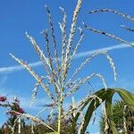 Zea mays flower picture by Monteiro Henrique (cc-by-sa)