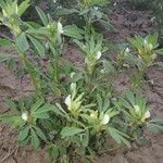 Trigonella foenum-graecum flower picture by Bilal Bilal Ahmad Shiekh (cc-by-sa)