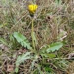 Taraxacum palustre leaf picture by jvanbuul (cc-by-sa)