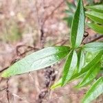 Pandorea pandorana leaf picture by ian connop (cc-by-sa)