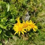 Arnica montana flower picture by Marc Bé (cc-by-sa)