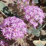 Abronia umbellata flower picture by John Galt (cc-by-sa)