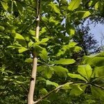 Magnolia macrophylla habit picture by steven Levenberg (cc-by-sa)