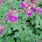 Geranium macrorrhizum flower picture by Michelle Gauthrot (cc-by-sa)