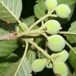 Guettarda macrosperma fruit picture by Nelson Zamora Villalobos (cc-by-nc)