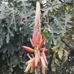 Aloe pretoriensis flower picture by Jonty Myer (cc-by-sa)