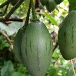 Solanum betaceum fruit picture by Hugo SANTACREU (cc-by-sa)