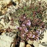 Limonium minutum flower picture by Joshua Borras (cc-by-sa)