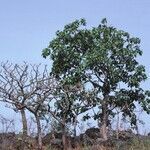 Ficus platyphylla habit picture by Daniel Barthelemy (cc-by-nc)