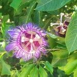 Passiflora cincinnata flower picture by Almada James (cc-by-sa)