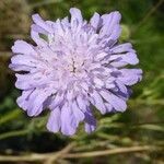 Scabiosa canescens flower picture by Jose Walk (cc-by-sa)