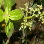 Aciotis rubricaulis flower picture by Nelson Zamora Villalobos (cc-by-nc)