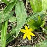 Hypoxis decumbens flower picture by Senger Mario (cc-by-sa)