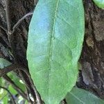 Hydrangea serratifolia leaf picture by Daniel Barthelemy (cc-by-nc)