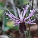 Crupina vulgaris flower picture by Daniel Barthelemy (cc-by-sa)