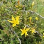 Hypericum annulatum flower picture by susan brown (cc-by-sa)