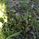 Myosotis arvensis habit picture by Tom Schöning (cc-by-sa)