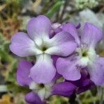 Matthiola tricuspidata flower picture by bas yves (cc-by-sa)